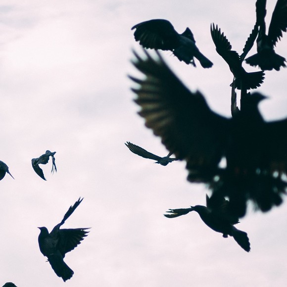 Meet your Posher, Crows_City - Picture 1 of 1